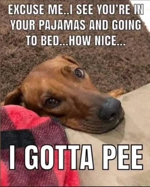 dog jammies i gotta pee.jpg